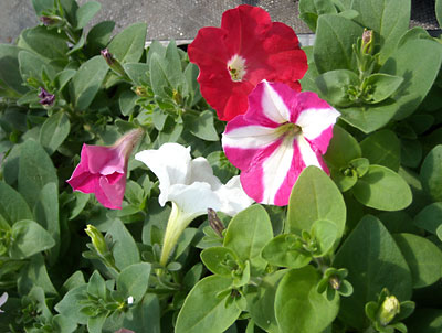 e0097770_147191.jpg