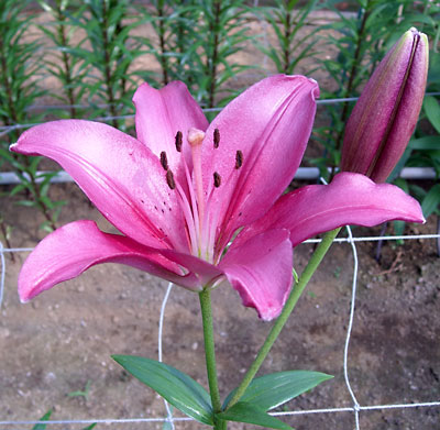 e0097770_9263090.jpg