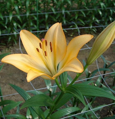 e0097770_9265020.jpg