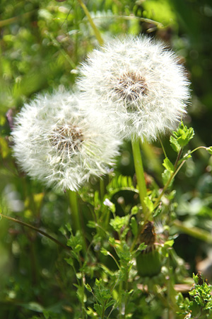 c0104371_11514838.jpg