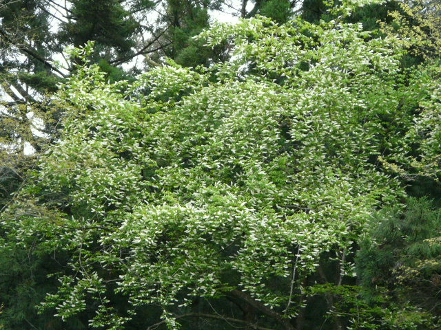 e0145782_18122934.jpg