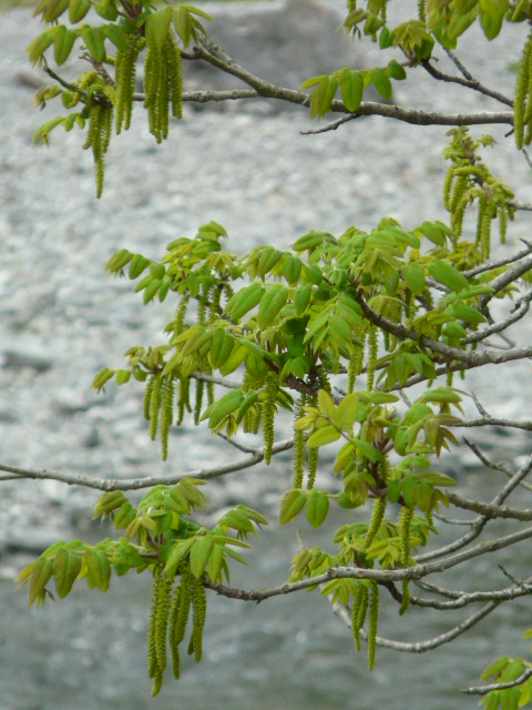 e0145782_1812993.jpg
