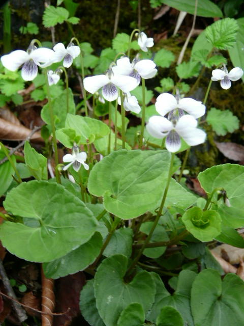 e0145782_18171771.jpg