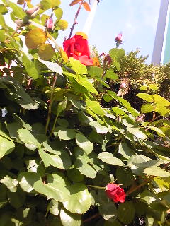 e0098908_2221894.jpg