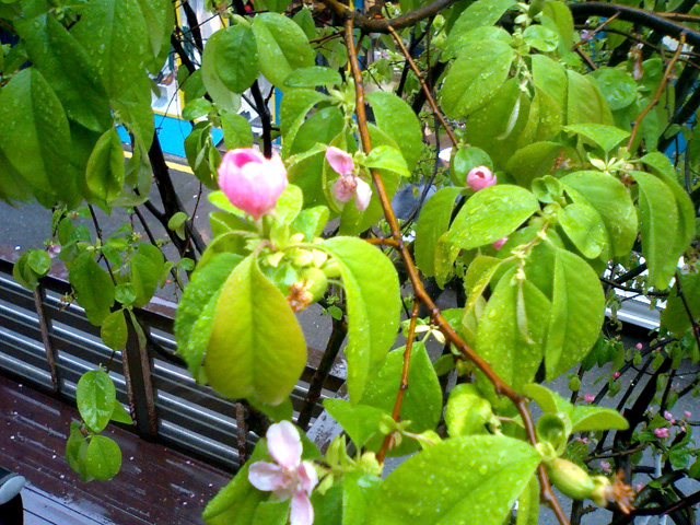 a0101715_2205476.jpg