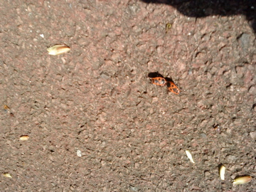 b0169024_638454.jpg