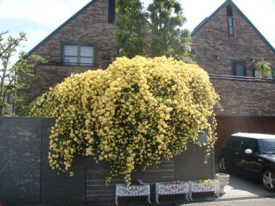 e0134032_2312819.jpg