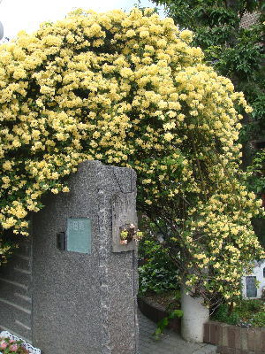 e0134032_2314979.jpg