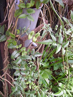 a0068350_1184848.jpg