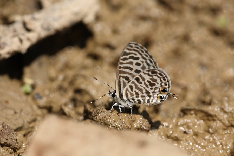 a0094850_20342666.jpg