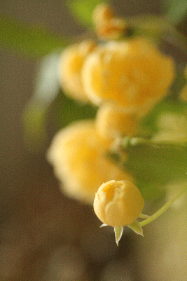 d0100192_1715998.gif