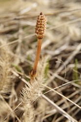 f0064192_6495223.jpg