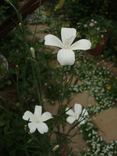 c0129702_14293911.gif