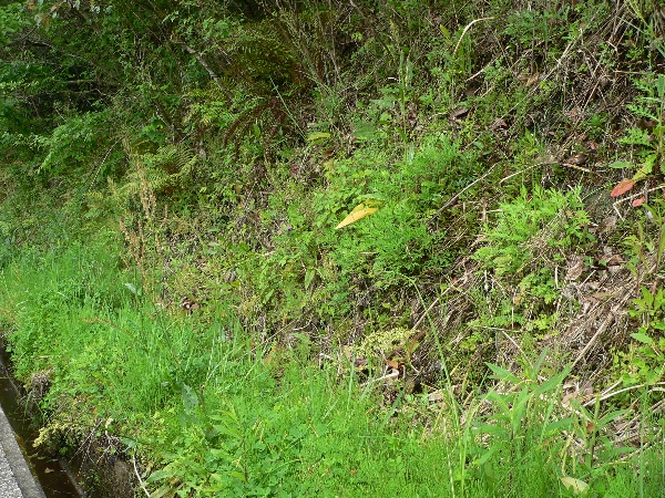 e0002314_1614430.jpg