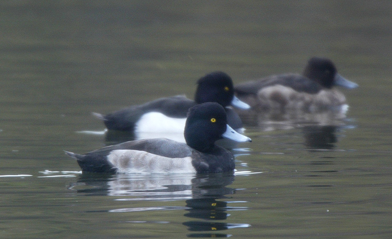 f0161823_1862463.jpg