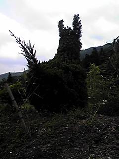 d0088735_14485440.jpg