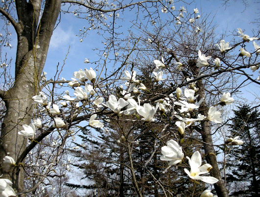 c0147548_23362873.gif