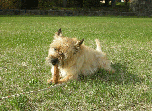 c0147548_2347216.gif