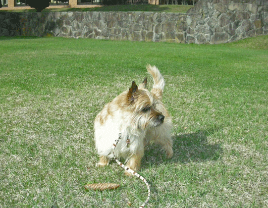 c0147548_23472769.gif
