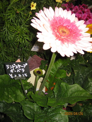 e0121548_2245050.jpg
