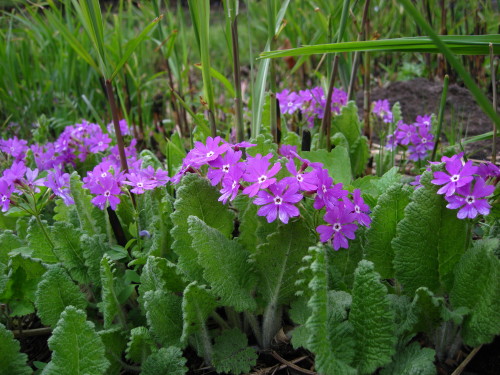 c0179351_21461100.jpg