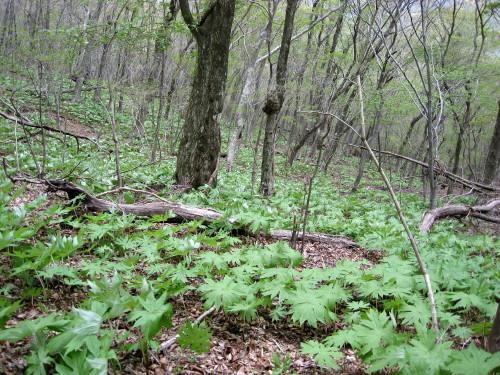 c0179351_21501869.jpg