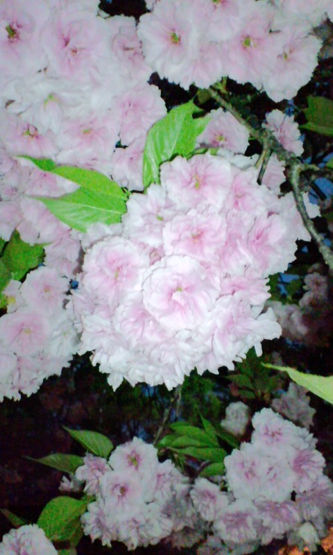 d0126960_2241330.jpg