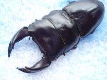 c0150582_7254781.jpg