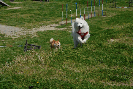 e0018604_13404458.gif