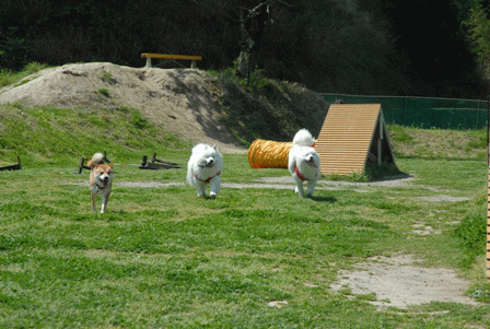 e0018604_13414593.gif