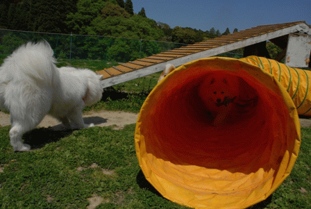 e0018604_13433450.gif