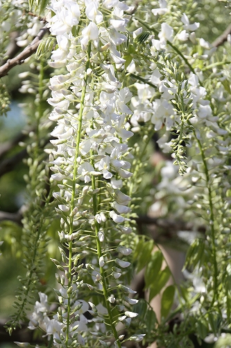 e0121110_20115627.jpg