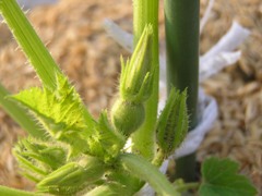 b0167815_221768.jpg