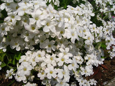 a0111621_188475.jpg