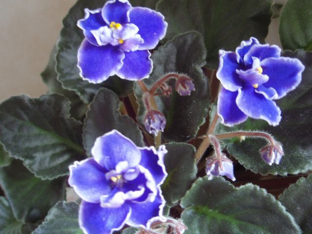 e0086522_10361419.jpg