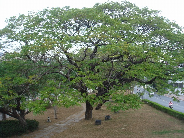 f0069723_1693797.jpg