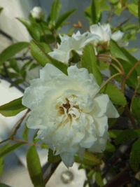 c0188928_16524159.gif