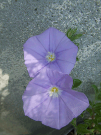 c0188928_16525177.gif