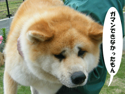 f0008935_13235692.gif