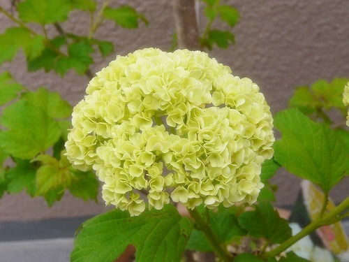 c0096941_7482210.jpg