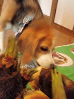 c0119142_242272.jpg
