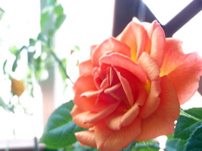 d0065257_23511260.jpg