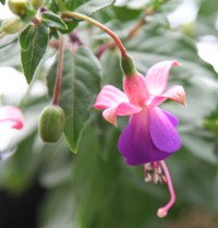 b0008366_4313389.jpg