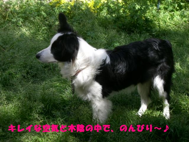e0170378_10573132.jpg