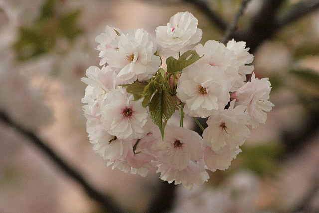 d0133693_17372262.jpg