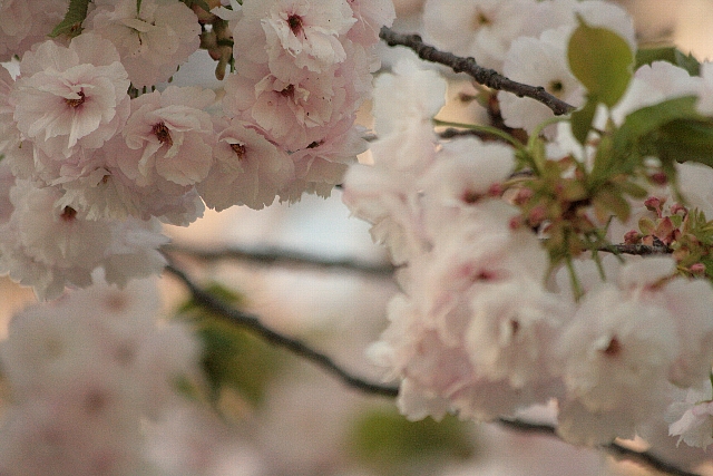 d0133693_17375741.jpg