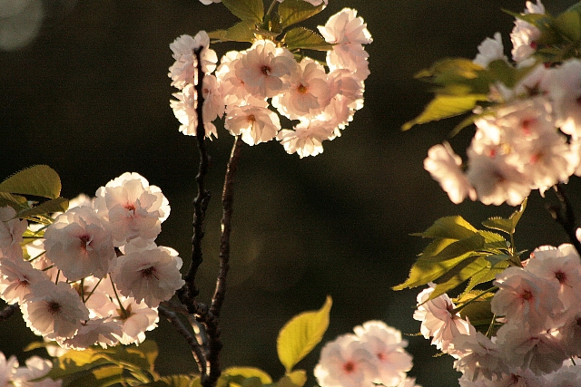 d0133693_17381177.jpg