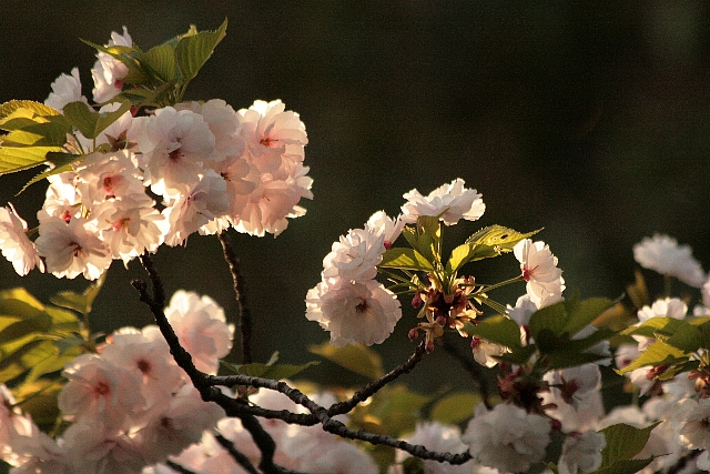 d0133693_17385036.jpg