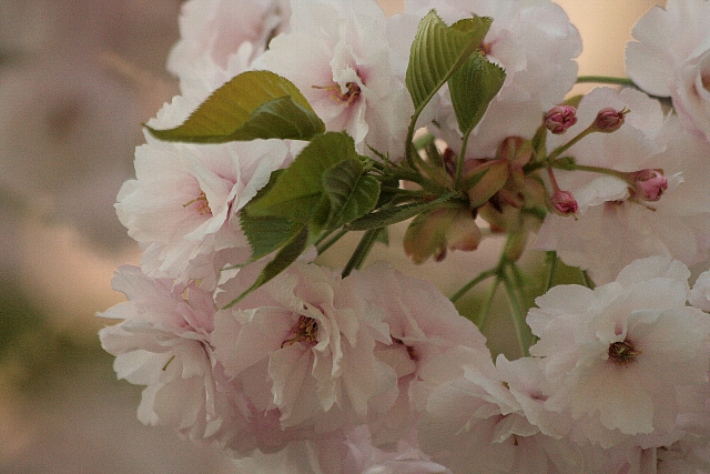 d0133693_17404344.jpg