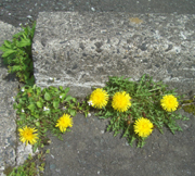 b0099994_13215974.jpg